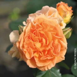 Beetrose 'Timeless®', Ambergelb, Topf 6 Liter 9 Beetrose 'Timeless®', Ambergelb, Topf 6 Liter -Fiskar Garten Geschaft 0460200801 Beetrose Timeless RGB Copyright NEU 02 42096