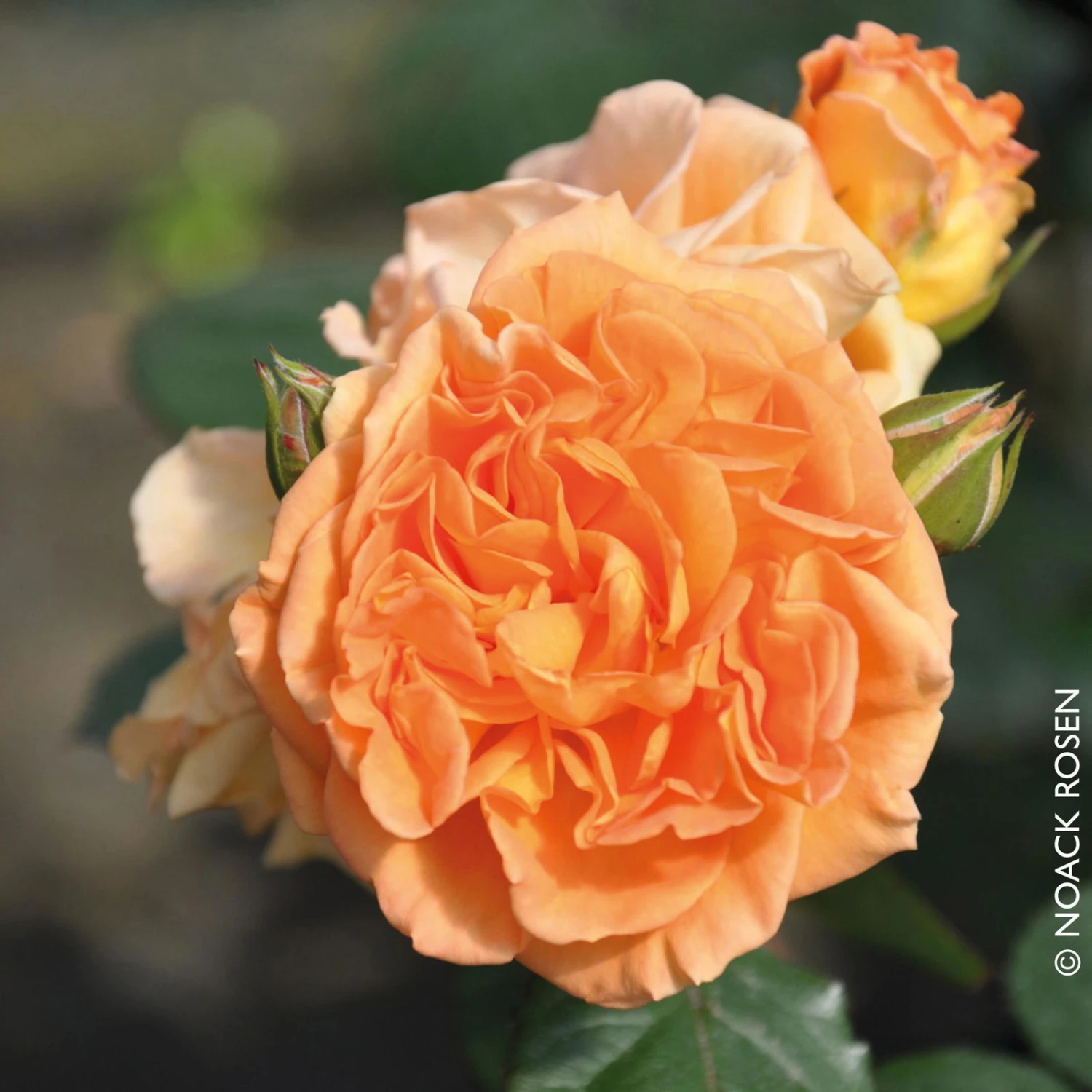 Beetrose 'Timeless®', Ambergelb, Topf 6 Liter 3 Beetrose 'Timeless®', Ambergelb, Topf 6 Liter – Bild 3