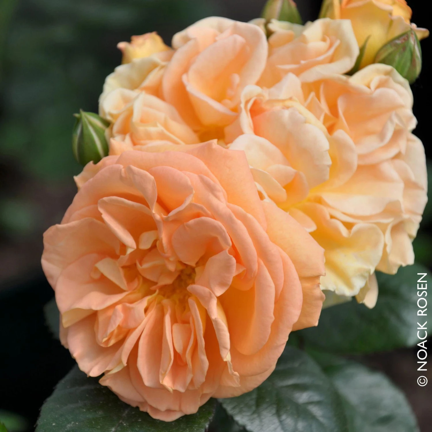 Beetrose 'Timeless®', Ambergelb, Topf 6 Liter 2 Beetrose 'Timeless®', Ambergelb, Topf 6 Liter – Bild 2