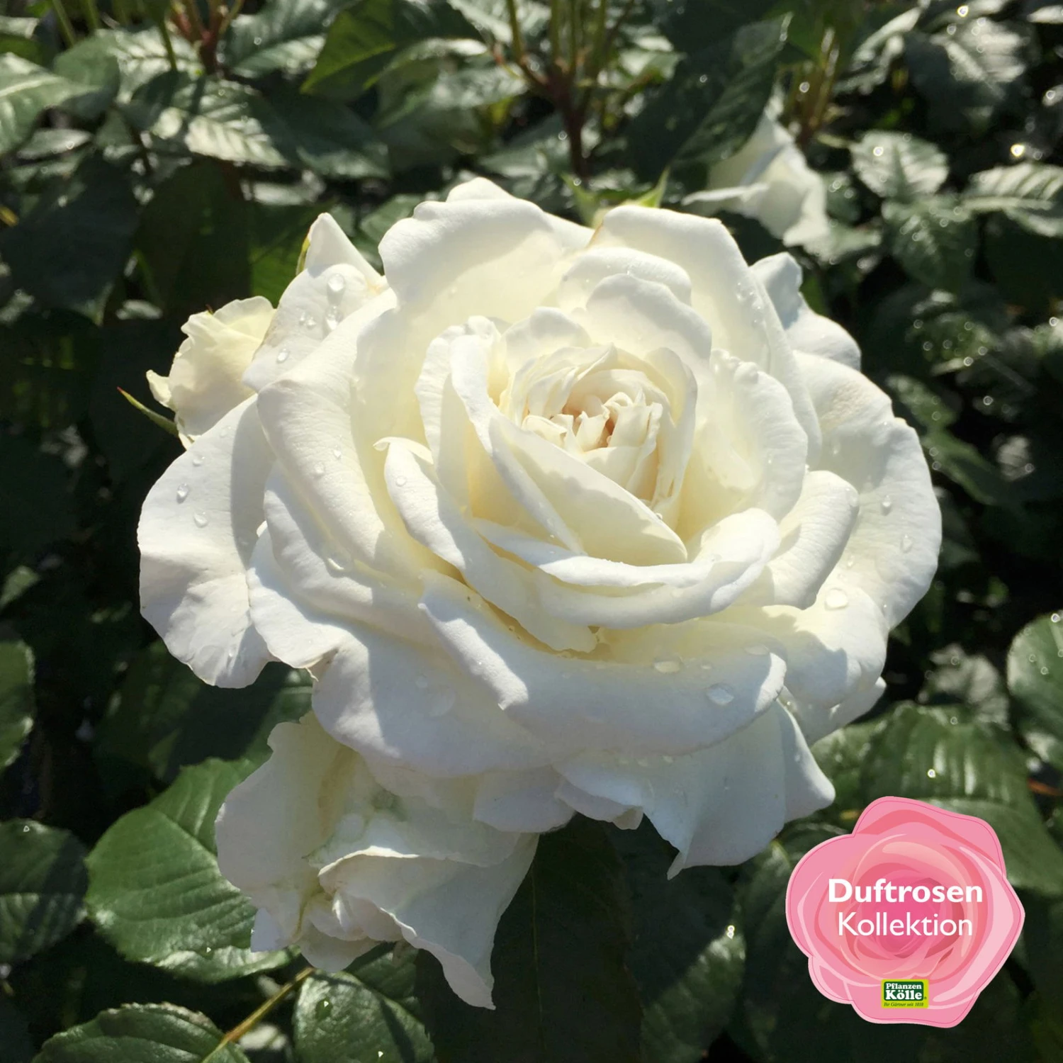 Duftende Beetrose 'Die Rose Ihrer Majestät'® (Beainesza), Reinweiß, Topf 6 Liter 1 Duftende Beetrose 'Die Rose Ihrer Majestät'® (Beainesza), Reinweiß, Topf 6 Liter
