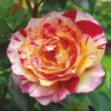 Französische Rose 'Camille Pissarro'®, Topf 6 Liter
