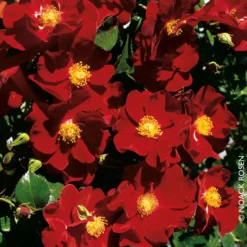 Bodendeckerrose 'Alcantara®', Dunkelrot, Topf 3 Liter, 4er Set