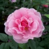 Kletterrose 'Camelot®', Rosa Mit Pinkfarbener Zeichnung, Topf 6 Liter