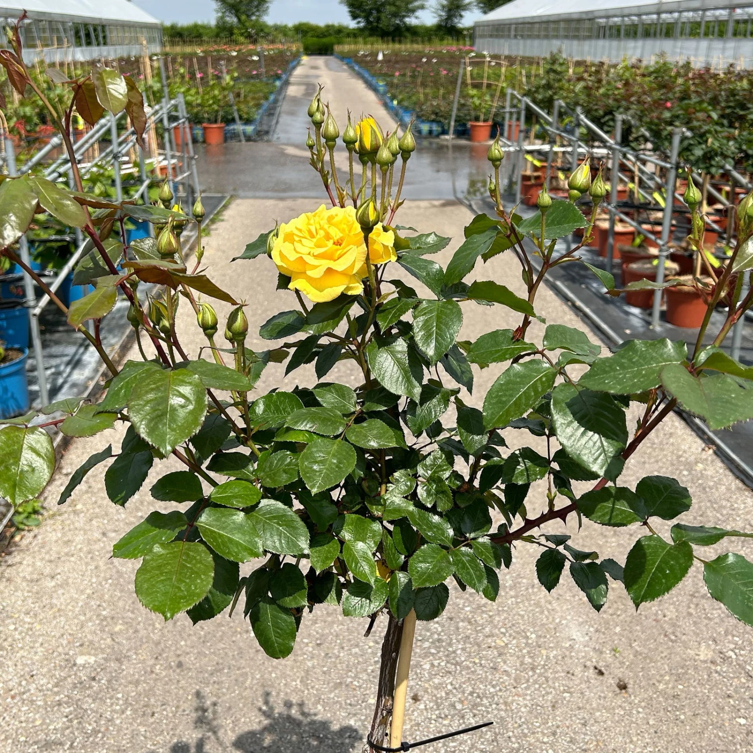 Stammrose 'Westart®', Beetrose, Stammhöhe 60cm Im 7,5 Liter Topf 5 Stammrose 'Westart®', Beetrose, Stammhöhe 60cm Im 7,5 Liter Topf – Bild 5