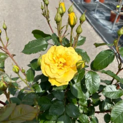 Stammrose 'Westart®', Beetrose, Stammhöhe 60cm Im 7,5 Liter Topf 13 Stammrose 'Westart®', Beetrose, Stammhöhe 60cm Im 7,5 Liter Topf -Fiskar Garten Geschaft 0460800603 Westart Halbstamm gelb 3 126511