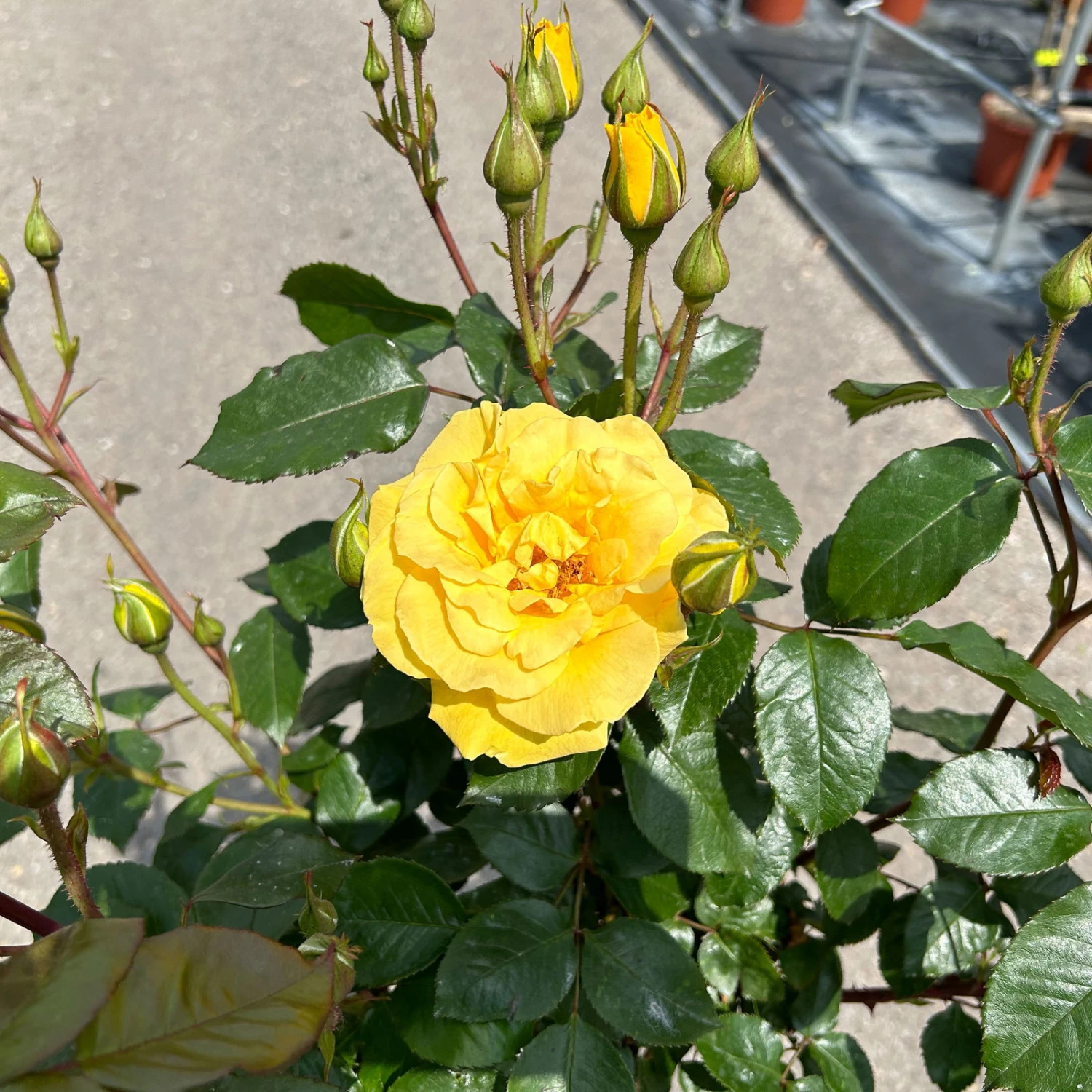 Stammrose 'Westart®', Beetrose, Stammhöhe 60cm Im 7,5 Liter Topf 4 Stammrose 'Westart®', Beetrose, Stammhöhe 60cm Im 7,5 Liter Topf – Bild 4