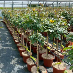 Stammrose 'Westart®', Beetrose, Stammhöhe 60cm Im 7,5 Liter Topf 15 Stammrose 'Westart®', Beetrose, Stammhöhe 60cm Im 7,5 Liter Topf -Fiskar Garten Geschaft 0460800603 Westart Halbstamm gelb 4 126513