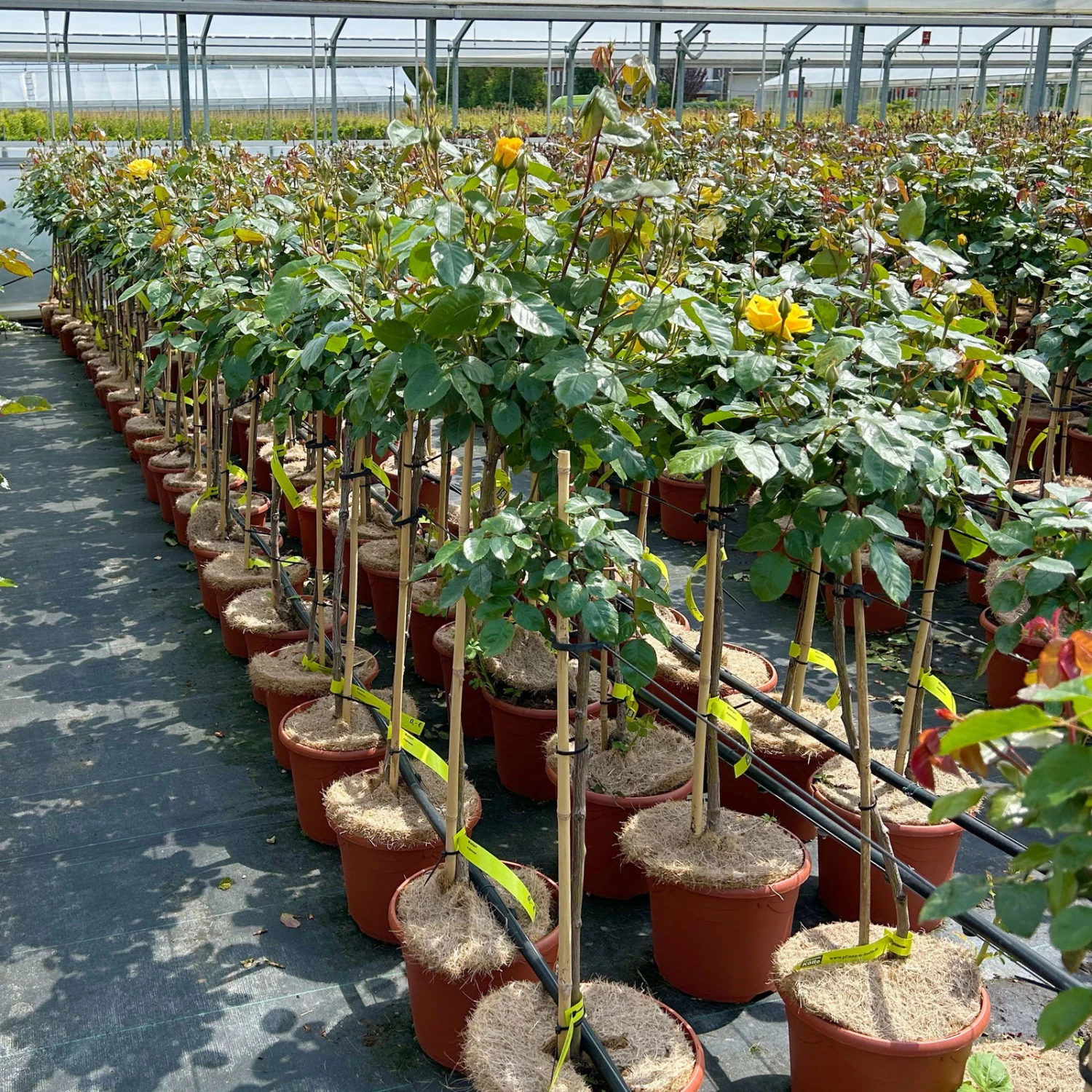 Stammrose 'Westart®', Beetrose, Stammhöhe 60cm Im 7,5 Liter Topf 6 Stammrose 'Westart®', Beetrose, Stammhöhe 60cm Im 7,5 Liter Topf – Bild 6