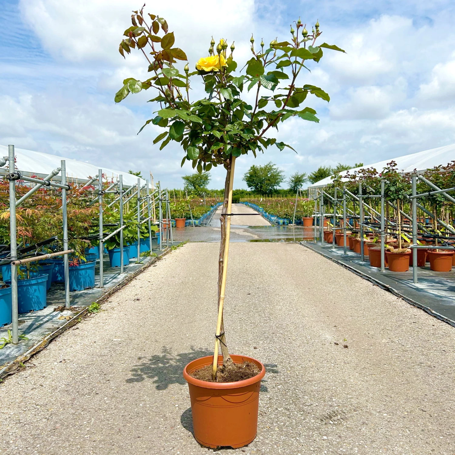 Stammrose 'Westart®', Beetrose, Stammhöhe 60cm Im 7,5 Liter Topf 1 Stammrose 'Westart®', Beetrose, Stammhöhe 60cm Im 7,5 Liter Topf