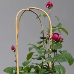 Duftende Edelrose 'Laudatio'®, Purpur-pinkviolett, Doppelbogen, Topf 10 Liter -Fiskar Garten Geschaft 0460851090 rose laudatio all in one doppelbogen 1 124097