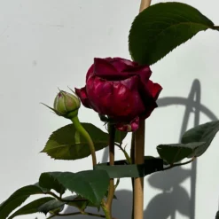 Duftende Edelrose 'Laudatio'®, Purpur-pinkviolett, Doppelbogen, Topf 10 Liter -Fiskar Garten Geschaft 0460851090 rose laudatio all in one doppelbogen 5 123907