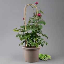 Duftende Edelrose 'Laudatio'®, Purpur-pinkviolett, Doppelbogen, Topf 10 Liter -Fiskar Garten Geschaft 0460851090 rose laudatio all in one doppelbogen 124096