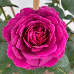 Duftende Edelrose 'Laudatio'®, Purpur-pinkviolett, Doppelbogen, Topf 10 Liter -Fiskar Garten Geschaft 0460851090 rose laudatio all in one premium doppelbogen 4 124622