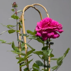 Duftende Edelrose 'Bellevue'®, Purpur-rot, Doppelbogen, Topf 7,5 Liter 13 Duftende Edelrose 'Bellevue'®, Purpur-rot, Doppelbogen, Topf 7,5 Liter -Fiskar Garten Geschaft 0460851101 rose bellevue doppelbogen 1 124099