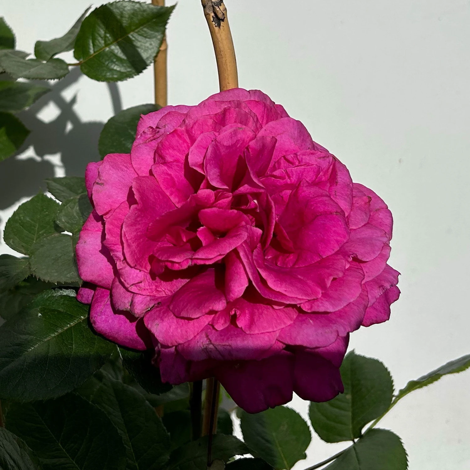 Duftende Edelrose 'Bellevue'®, Purpur-rot, Doppelbogen, Topf 7,5 Liter 2 Duftende Edelrose 'Bellevue'®, Purpur-rot, Doppelbogen, Topf 7,5 Liter – Bild 2