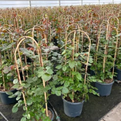 Duftende Edelrose 'Bellevue'®, Purpur-rot, Doppelbogen, Topf 7,5 Liter 15 Duftende Edelrose 'Bellevue'®, Purpur-rot, Doppelbogen, Topf 7,5 Liter -Fiskar Garten Geschaft 0460851101 rose bellevue doppelbogen1 124624