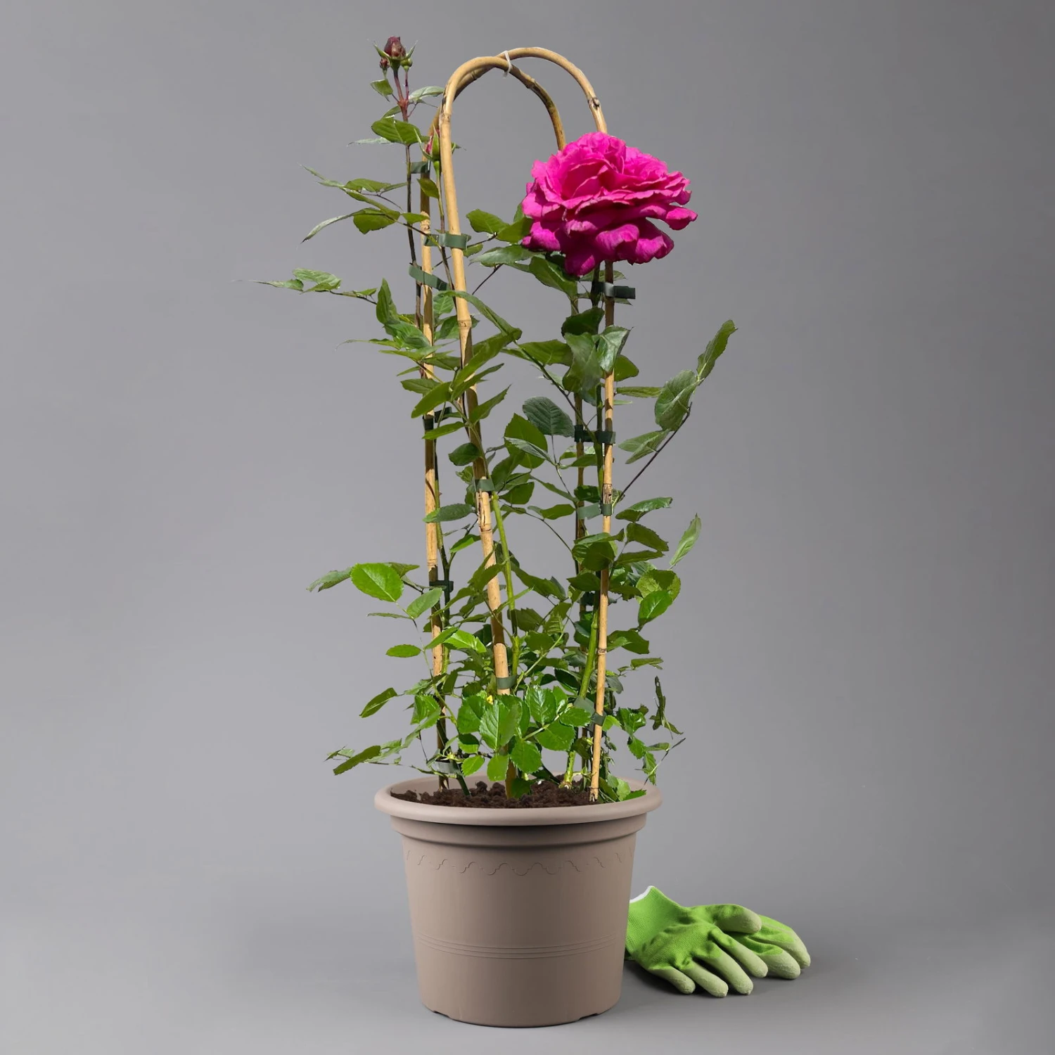 Duftende Edelrose 'Bellevue'®, Purpur-rot, Doppelbogen, Topf 7,5 Liter 1 Duftende Edelrose 'Bellevue'®, Purpur-rot, Doppelbogen, Topf 7,5 Liter