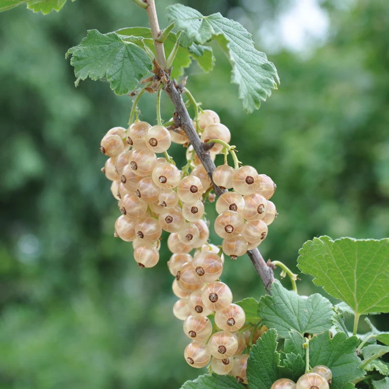 Johannisbeeren 'Weiß/Schwarz', 4er-Set, Topf Je 2 Liter 2 Johannisbeeren 'Weiß/Schwarz', 4er-Set, Topf Je 2 Liter – Bild 2