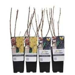 Johannisbeeren 'Weiß/Schwarz', 4er-Set, Topf Je 2 Liter 9 Johannisbeeren 'Weiß/Schwarz', 4er-Set, Topf Je 2 Liter -Fiskar Garten Geschaft 0480850431 Johannisbeeren Set WEISSSCHWARZ 4er Set Co 2 lt WEB 2 89594