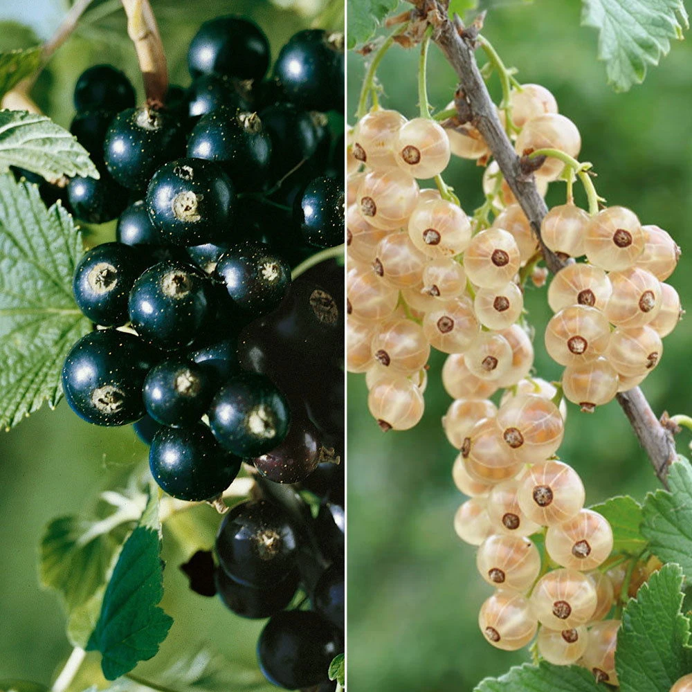 Johannisbeeren 'Weiß/Schwarz', 4er-Set, Topf Je 2 Liter 1 Johannisbeeren 'Weiß/Schwarz', 4er-Set, Topf Je 2 Liter