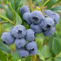 Heidelbeere 'Reka'®, 5er-Set, Höhe 40-60 Cm, Topf 5 Liter