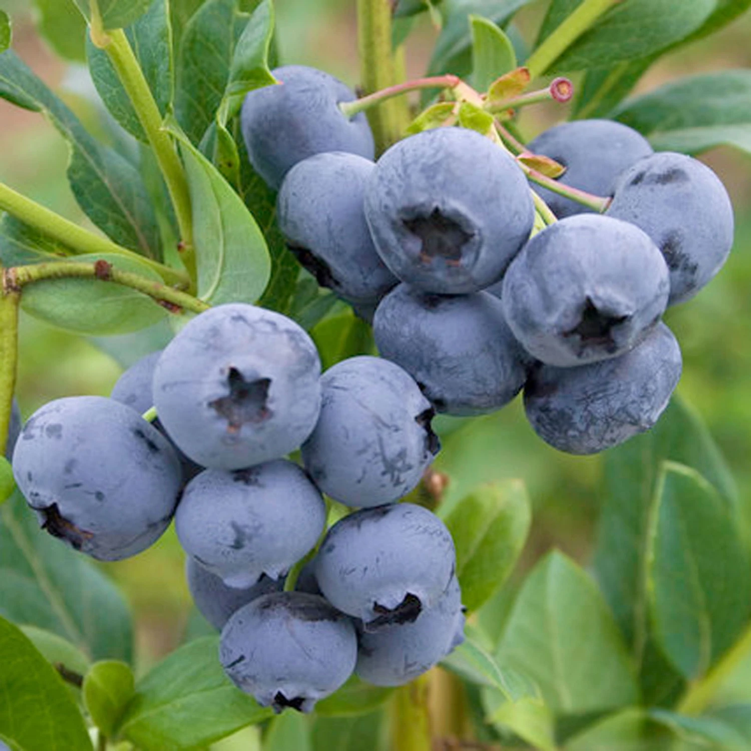 Heidelbeere 'Reka'®, 5er-Set, Höhe 40-60 Cm, Topf 5 Liter 1 Heidelbeere 'Reka'®, 5er-Set, Höhe 40-60 Cm, Topf 5 Liter