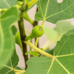 Feige 'Firoma'®, 2er-Set, Höhe 60-80 Cm, Topf 7 Liter 7 Feige 'Firoma'®, 2er-Set, Höhe 60-80 Cm, Topf 7 Liter -Fiskar Garten Geschaft 0480940150 Ficus carica Firoma 2er Set 1 99282