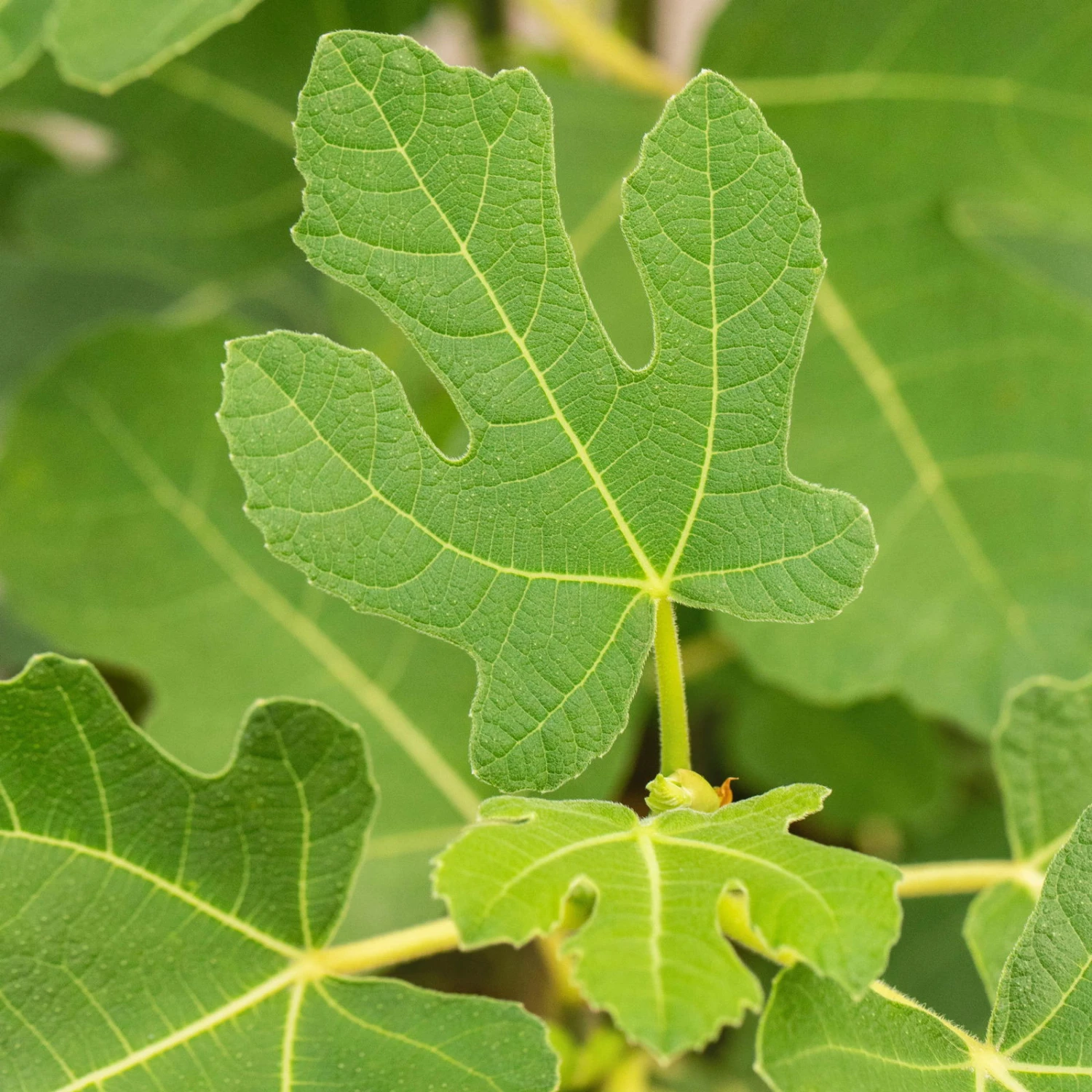 Feige 'Firoma'®, 2er-Set, Höhe 60-80 Cm, Topf 7 Liter 2 Feige 'Firoma'®, 2er-Set, Höhe 60-80 Cm, Topf 7 Liter – Bild 2