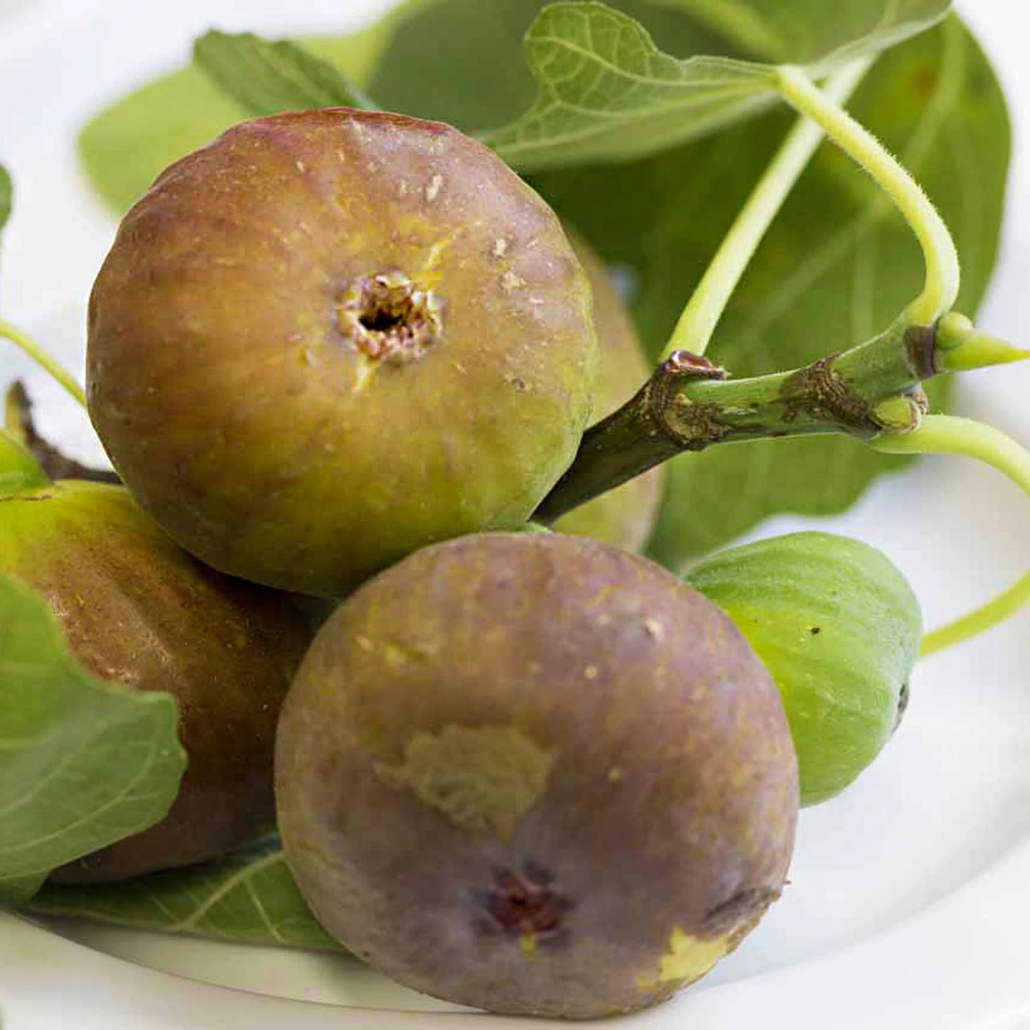 Feige 'Firoma'®, 2er-Set, Höhe 60-80 Cm, Topf 7 Liter 1 Feige 'Firoma'®, 2er-Set, Höhe 60-80 Cm, Topf 7 Liter