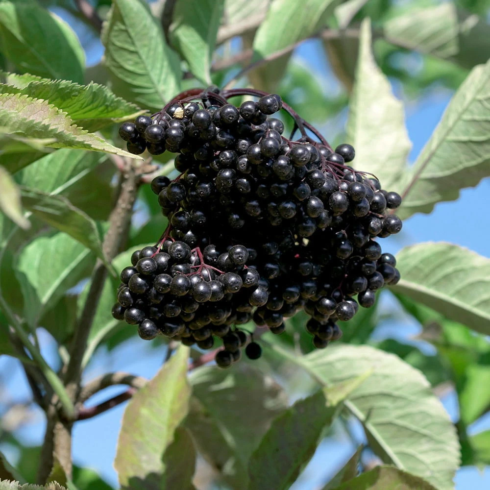 Schwarzer Holunder 'Haschberg' 40/60 Cm, Im 5 L Topf