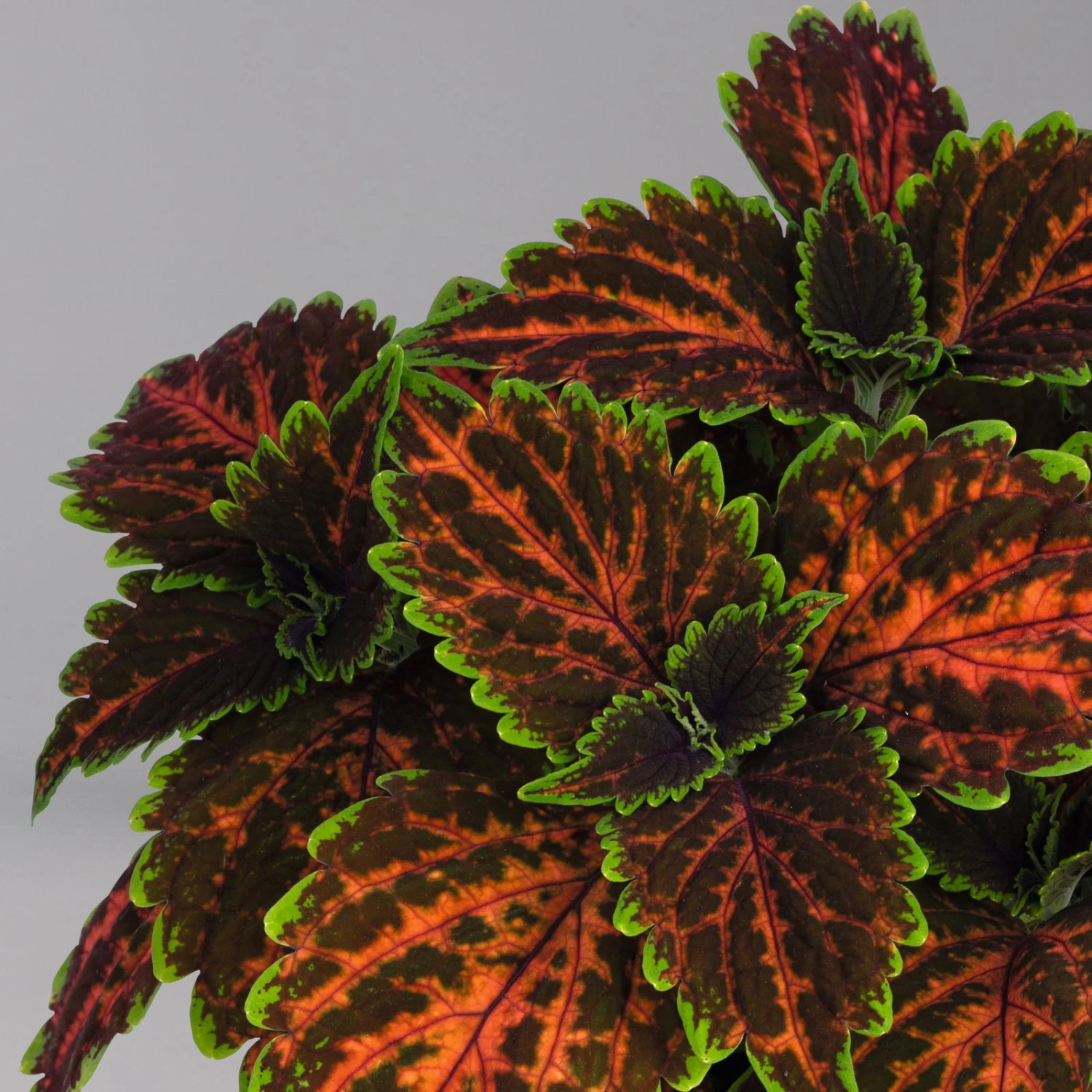 Buntnessel 'Magnificent Mile' Rot-braun-grün, Topf -Ø 12 Cm, 6er-Set 2 Buntnessel 'Magnificent Mile' Rot-braun-grün, Topf -Ø 12 Cm, 6er-Set – Bild 2