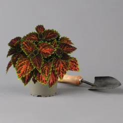 Buntnessel 'Magnificent Mile' Rot-braun-grün, Topf -Ø 12 Cm, 6er-Set 10 Buntnessel 'Magnificent Mile' Rot-braun-grün, Topf -Ø 12 Cm, 6er-Set -Fiskar Garten Geschaft 0610180341 coleus magnificent mile 2 124139