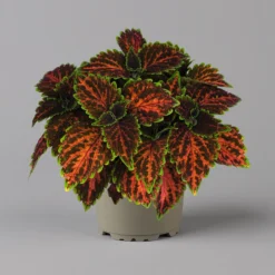 Buntnessel 'Magnificent Mile' Rot-braun-grün, Topf -Ø 12 Cm, 6er-Set 11 Buntnessel 'Magnificent Mile' Rot-braun-grün, Topf -Ø 12 Cm, 6er-Set -Fiskar Garten Geschaft 0610180341 coleus magnificent mile 3 124140