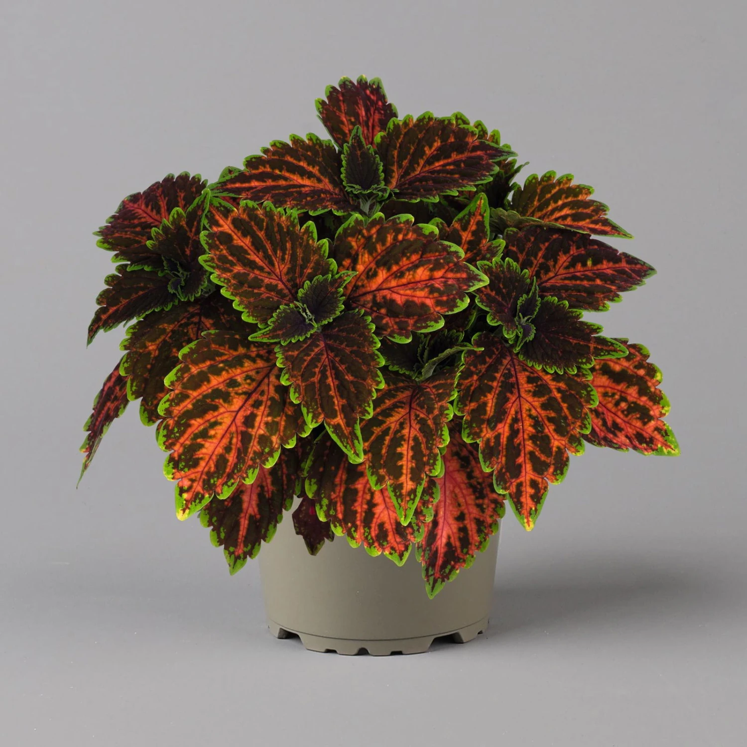 Buntnessel 'Magnificent Mile' Rot-braun-grün, Topf -Ø 12 Cm, 6er-Set 5 Buntnessel 'Magnificent Mile' Rot-braun-grün, Topf -Ø 12 Cm, 6er-Set – Bild 5