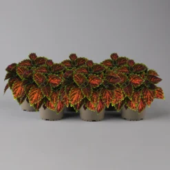 Buntnessel 'Magnificent Mile' Rot-braun-grün, Topf -Ø 12 Cm, 6er-Set