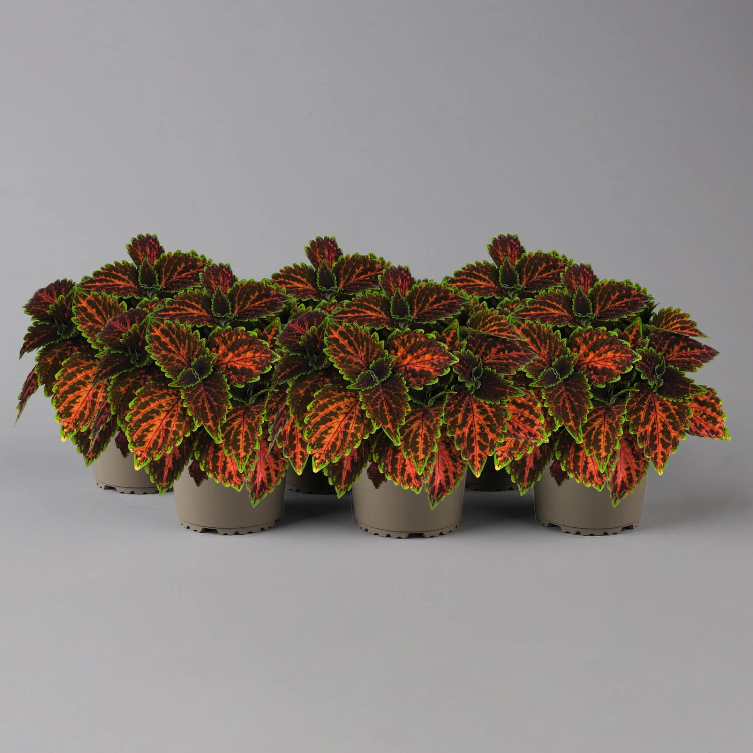 Buntnessel 'Magnificent Mile' Rot-braun-grün, Topf -Ø 12 Cm, 6er-Set 1 Buntnessel 'Magnificent Mile' Rot-braun-grün, Topf -Ø 12 Cm, 6er-Set