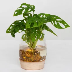 Monstera 'Water Roots' In Glasvase Ohne Erde Ø 12cm, Mit LED-Holzuntersetzer