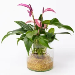 Anthurie 'Water Roots' Rosa, Sorte 'Zizou', In Glasvase 12cm Ø, Ohne Erde