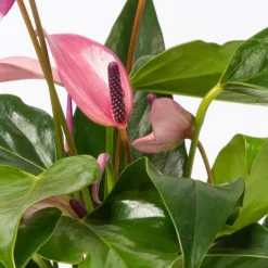 Anthurie 'Water Roots' Rosa, Sorte 'Zizou', In Glasvase 12cm Ø, Ohne Erde -Fiskar Garten Geschaft 1530103038 Anthurie Zizou rosa in Glasvase 3 108121