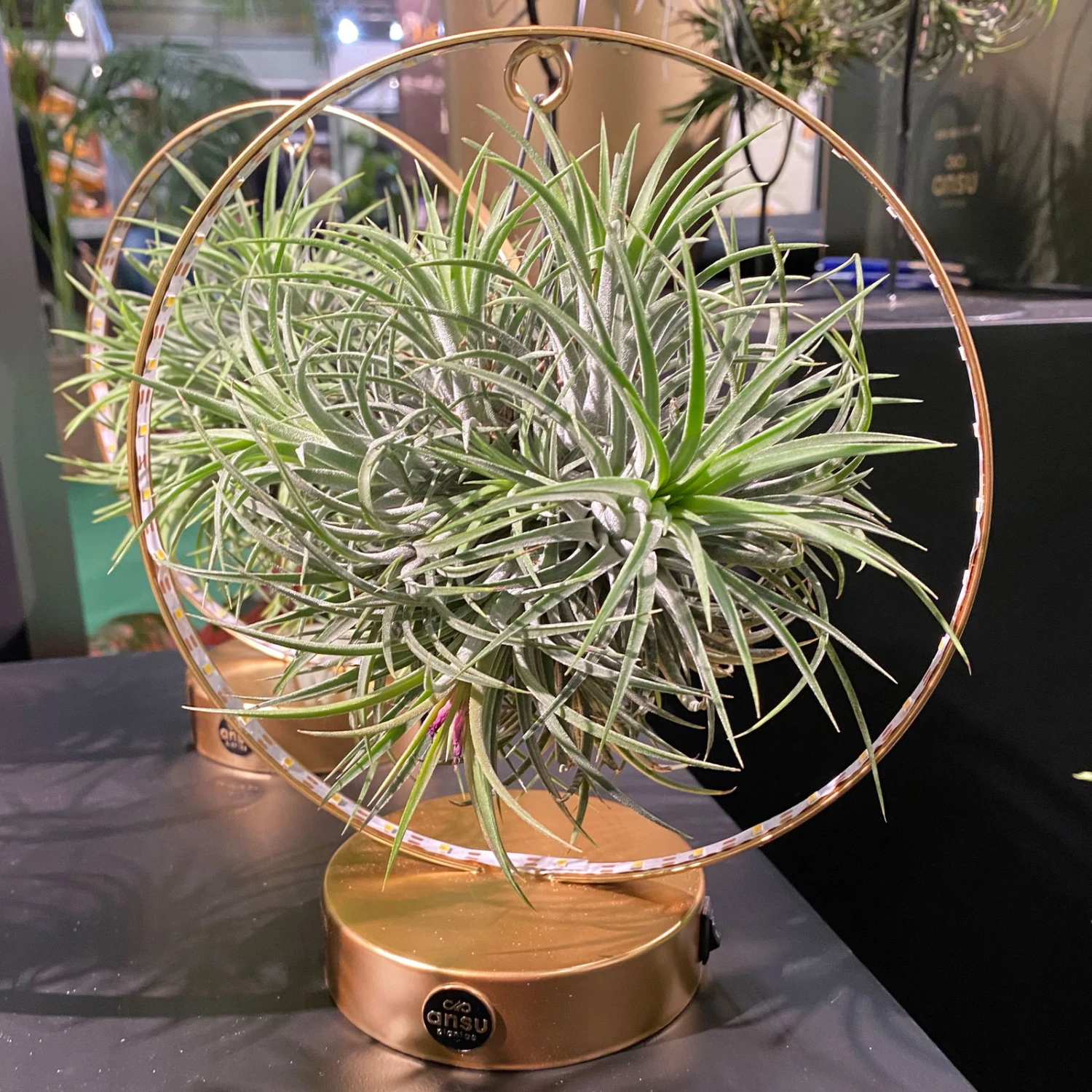 Tillandsie In Rundem Metallgestell, Gold, Mit LED-Beleuchtung, 17cm Ø 1 Tillandsie In Rundem Metallgestell, Gold, Mit LED-Beleuchtung, 17cm Ø