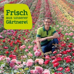 Stammrose 'Westart®', Beetrose, Stammhöhe 60cm Im 7,5 Liter Topf 16 Stammrose 'Westart®', Beetrose, Stammhöhe 60cm Im 7,5 Liter Topf -Fiskar Garten Geschaft Rosenfeld wenk 2000x2000 4